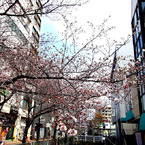 桜の街かど