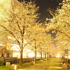 桜夜道