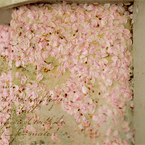  cherry blossoms
