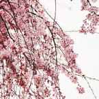 Kirschblüte