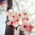 SAKURA OF ONE DAY #3