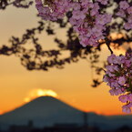 夕桜
