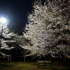 夜の桜とベンチ