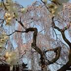 白木蓮と枝垂れ桜
