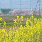 菜の花3