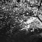 夜桜