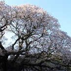 桜　- 孤高の一本桜 -