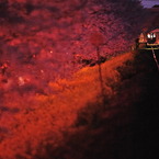 春の夜の夢