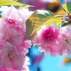 八重桜