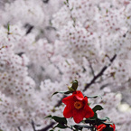 桜に嫉妬して・・・