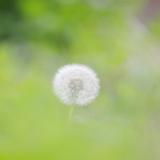 DPP_04241010