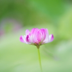 DPP_04241011