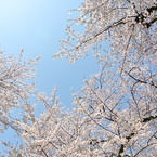 晴れときどき桜