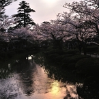 桜夕影