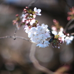 桜の雫