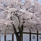 桜吹雪っ