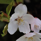 桜の花