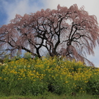 芹ケ沢の桜0003