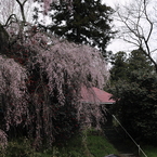 薬師桜0002