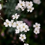 Dreamy White