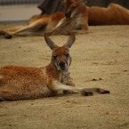 カンガルー