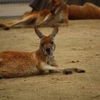 カンガルー