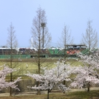 春高桜