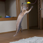 宙返りキャッチ