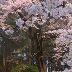 朝の春色