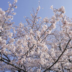 桜、見上げる