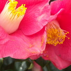 椿花粉