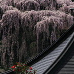 福聚寺　枝垂桜