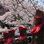 福聚寺　お地蔵様と桜