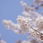 やわらか桜