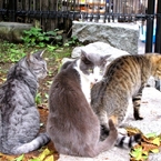 平和の森公園の美猫トリオ（東京・大田区）