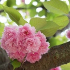 GW 花5