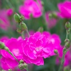 GW 花6