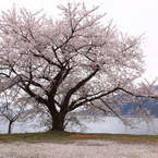 湖畔の桜