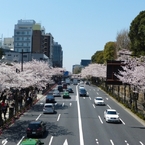 九段の桜 