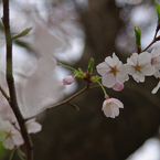 2012 春　さくら