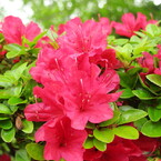 Satuki azalea2