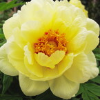 Tree-peony