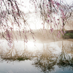 光溢れて　（八重紅枝垂桜）