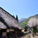 桜吹雪♪