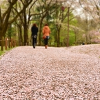 桜のジュータン