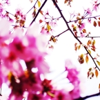 2012 Sakura-05