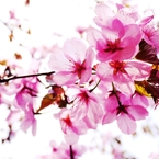 2012 Sakura-06