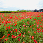 poppy_4