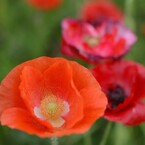 poppy_5