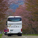 桜ツアー